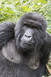 Rwanda Collection: Africa, Rwanda, Musanze District, Volcanoes National Park, Ruhengeri, Kinigi. Gorilla