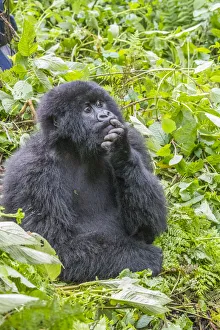 Rwanda Collection: Africa, Rwanda, Musanze District, Volcanoes National Park, Ruhengeri, Kinigi. Gorilla
