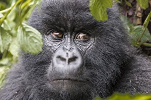 Gorilla Prints: Africa, Rwanda, Musanze District, Volcanoes National Park, Ruhengeri, Kinigi. Gorilla