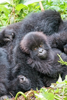 Gorilla Prints: Africa, Rwanda, Musanze District