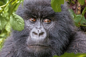 Gorilla Prints: Africa, Rwanda, Musanze District