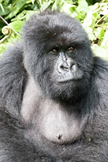 Gorilla Prints: Africa, Rwanda, Musanze District