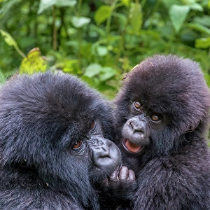 Prints of Africa, Rwanda, Musanze District, Volcanoes National Park, Ruhengeri, Kinigi. Mountain gorilla, baby and mother Images Dated 2024 December: Africa, Rwanda, Musanze District