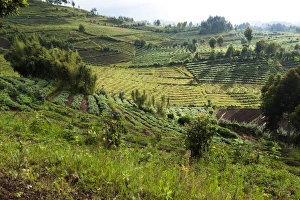 Rwanda Collection: Africa, Rwanda, near Volcanoes National Park