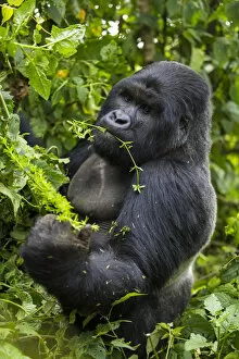 Rwanda Gallery: Africa. Rwanda. A silverback, or male mountain gorilla (Gorilla gorilla) at Volcanoes NP