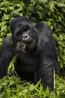 Rwanda Gallery: Africa. Rwanda. A silverback, or male mountain gorilla (Gorilla gorilla) at Volcanoes NP
