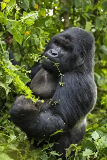 Rwanda Prints: Africa. Rwanda. A silverback, or male mountain gorilla (Gorilla gorilla) at Volcanoes NP