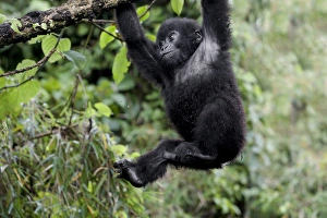 Images Dated 3rd December 2006: Africa, Rwanda, Volcanoes National Park, mountain gorilla, Gorilla beringei beringei
