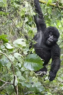 Images Dated 3rd December 2006: Africa, Rwanda, Volcanoes National Park, mountain gorilla, Gorilla beringei beringei