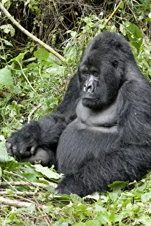 Rwanda Collection: Africa, Rwanda, Volcanoes National Park, mountain gorilla, Gorilla beringei beringei