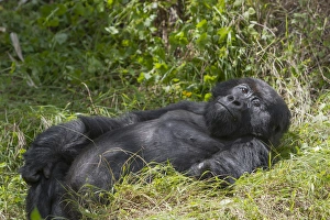 Rwanda Collection: Africa, Rwanda, Volcanoes National Park, mountain gorilla, Gorilla beringei beringei