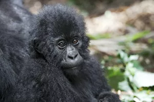 Images Dated 7th December 2006: Africa, Rwanda, Volcanoes National Park, mountain gorilla, Gorilla beringei beringei