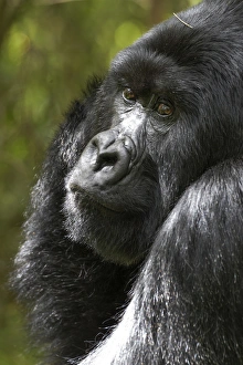 Rwanda Collection: Africa, Rwanda, Volcanoes National Park, mountain gorilla, Gorilla beringei beringei