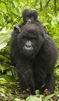Images Dated 25th January 2011: Africa, Rwanda, Volcanoes National Park, Mountain Gorilla, Gorilla gorilla beringei