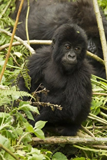 Images Dated 22nd January 2011: Africa, Rwanda, Volcanoes National Park, Mountain Gorilla, Gorilla gorilla beringei