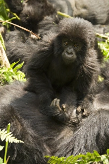 Images Dated 22nd January 2011: Africa, Rwanda, Volcanoes National Park, Mountain Gorilla, Gorilla gorilla beringei