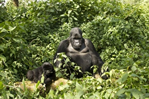 Images Dated 26th January 2011: Africa, Rwanda, Volcanoes National Park, Mountain Gorilla, Gorilla gorilla beringei