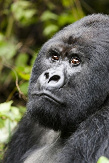 Images Dated 3rd December 2006: Africa, Rwanda, Volcanoes National Park, mountain gorilla, Gorilla beringei beringei