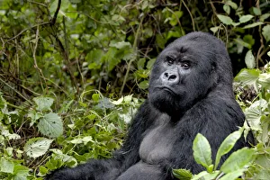 Images Dated 3rd December 2006: Africa, Rwanda, Volcanoes National Park, mountain gorilla, Gorilla beringei beringei