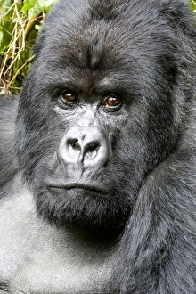 Images Dated 3rd December 2006: Africa, Rwanda, Volcanoes National Park, mountain gorilla, Gorilla beringei beringei
