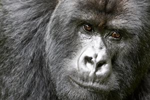 Images Dated 3rd December 2006: Africa, Rwanda, Volcanoes National Park, mountain gorilla, Gorilla beringei beringei