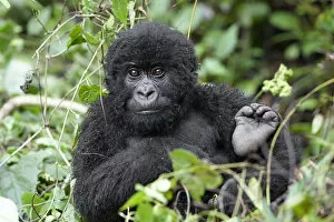 Images Dated 3rd December 2006: Africa, Rwanda, Volcanoes National Park, mountain gorilla, Gorilla beringei beringei