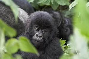 Rwanda Collection: Africa, Rwanda, Volcanoes National Park, mountain gorilla, Gorilla beringei beringei