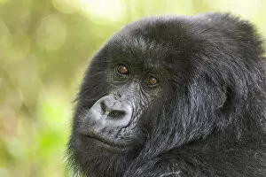 Rwanda Gallery: Africa, Rwanda, Volcanoes National Park, mountain gorilla, Gorilla beringei beringei