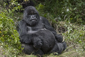 Rwanda Collection: Africa, Rwanda, Volcanoes National Park, mountain gorilla, Gorilla beringei beringei