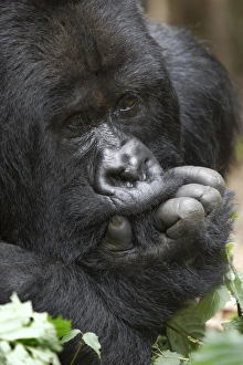 Rwanda Collection: Africa, Rwanda, Volcanoes National Park, mountain gorilla, Gorilla beringei beringei