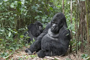 Rwanda Collection: Africa, Rwanda, Volcanoes National Park, mountain gorilla, Gorilla beringei beringei
