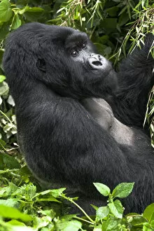 Rwanda Gallery: Africa, Rwanda, Volcanoes National Park, mountain gorilla, Gorilla beringei beringei