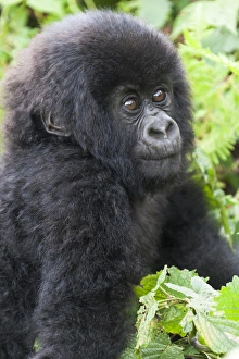 Rwanda Collection: Africa, Rwanda, Volcanoes National Park, mountain gorilla, Gorilla beringei beringei