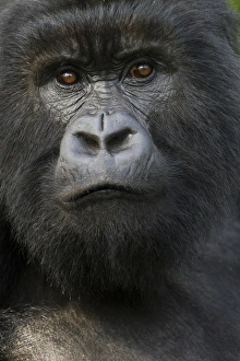 Images Dated 26th January 2011: Africa, Rwanda, Volcanoes National Park, Mountain Gorilla, Gorilla gorilla beringei