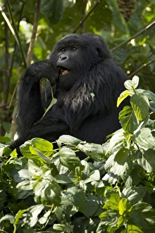Images Dated 26th January 2011: Africa, Rwanda, Volcanoes National Park, Mountain Gorilla, Gorilla gorilla beringei