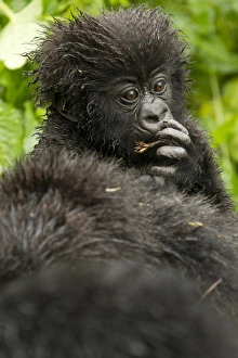 Images Dated 25th January 2011: Africa, Rwanda, Volcanoes National Park, Mountain Gorilla, Gorilla gorilla beringei