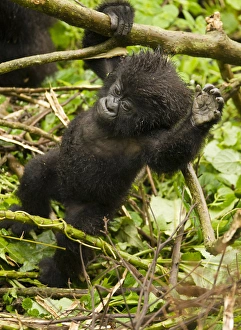 Images Dated 25th January 2011: Africa, Rwanda, Volcanoes National Park, Mountain Gorilla, Gorilla gorilla beringei