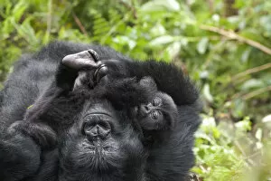 Images Dated 4th December 2006: Africa, Rwanda, Volcanoes National Park, mountain gorilla, Gorilla beringei beringei