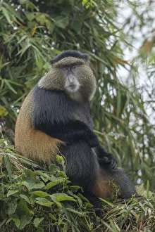 Images Dated 24th September 2019: Africa, Rwanda, Volcanoes National Park, Golden Monkey (Cercopithecus kandti