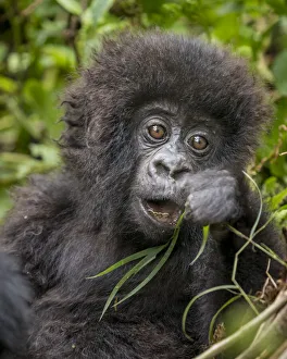 Images Dated 12th February 2019: Africa, Rwanda, Volcanoes National Park, Baby Mountain Gorilla (Gorilla beringei beringei