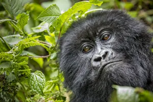 Images Dated 12th February 2019: Africa, Rwanda, Volcanoes National Park, Close-up portrait of adult Mountain Gorilla