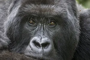 Images Dated 20th February 2019: Africa, Rwanda, Volcanoes National Park, Portrait of Mountain Gorilla