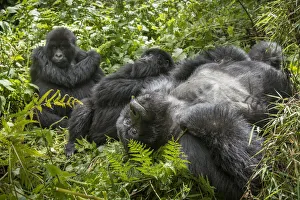Images Dated 20th February 2019: Africa, Rwanda, Volcanoes National Park, Mountain Gorillas (Gorilla beringei beringei