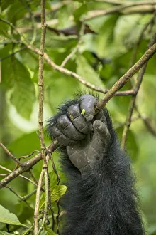 Images Dated 18th September 2019: Africa, Rwanda, Volcanoes National Park, Close-up of Mountain Gorilla