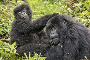 Images Dated 20th September 2019: Africa, Rwanda, Volcanoes National Park, Young Mountain Gorilla