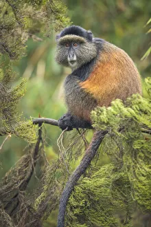 Images Dated 20th September 2019: Africa, Rwanda, Volcanoes National Park, Golden Monkey (Cercopithecus kandti