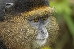 Images Dated 24th September 2019: Africa, Rwanda, Volcanoes National Park, Close-up portrait of Golden Monkey