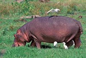 Images Dated 20th April 2006: Africa, Safari, Hippopotamus