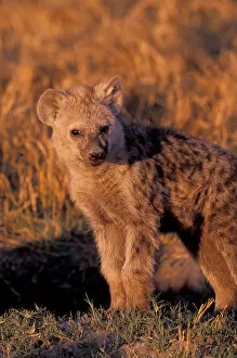 Images Dated 20th April 2006: Africa, Safari, Hyena