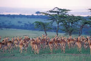 Images Dated 20th April 2006: Africa, Safari, impala
